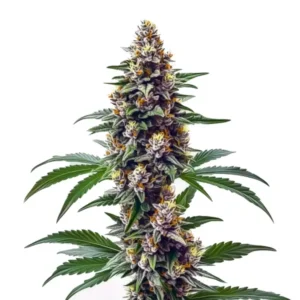 Blueberry Regular – Blimburn Seeds