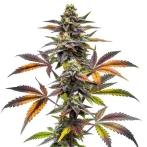 Blueberry x OG Kush – Blimburn Seeds