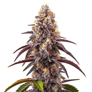 Bruce Banner x Grapefruit Regular – Blimburn Seeds