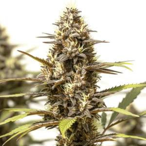 Bubblegum Gelato – Blimburn Seeds