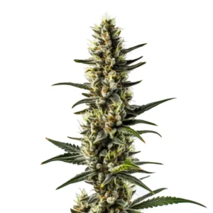 CBD 1-CA (1:20) – Blimburn Seeds