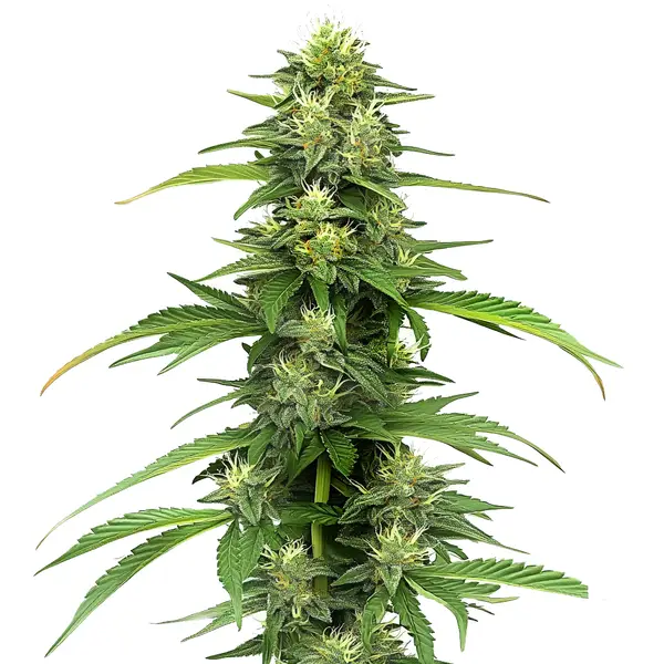 Blueberry CBD (1:16) – Blimburn Seeds