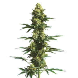 CBD Fruit (1:25) – Blimburn Seeds