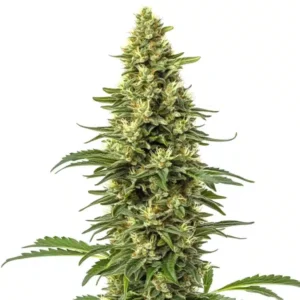 CBD Sour Lemon (1:1) – Blimburn Seeds