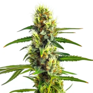 CBD Strawberry 1:30 – Blimburn Seeds
