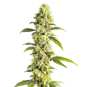 CBD Super Silver (1:1) – Blimburn Seeds