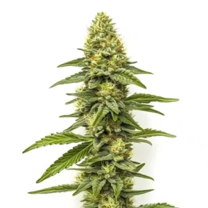 CBD Zero – Blimburn Seeds
