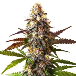 Cake Bomb Fast Version – Blimburn Seeds