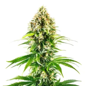 California Orange Regular – Blimburn Seeds