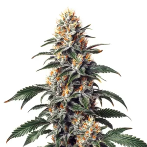 California Orange x Skunk – Blimburn Seeds