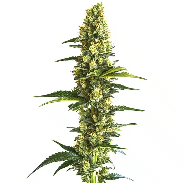 Candy Kush Fast Version – Blimburn Seeds