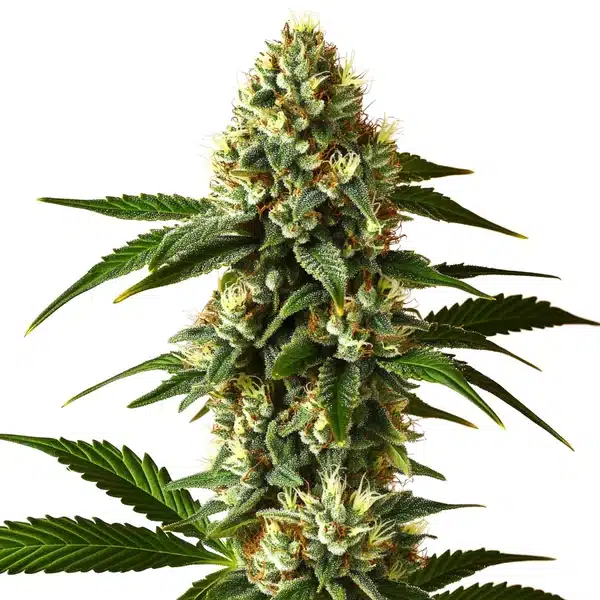 Carmen 2.0 Fast Version – Blimburn Seeds