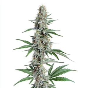 Chemdog Regular – Blimburn Seeds