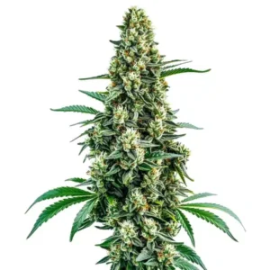 Chocolope Regular – Blimburn Seeds