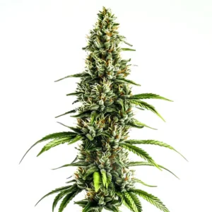 Chocolopez – Blimburn Seeds