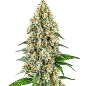 Cinderella 99 – Blimburn Seeds