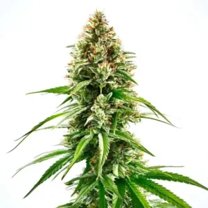 Cinderella 99 x Blueberry – Blimburn Seeds