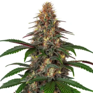 Cinderella 99 x Somango – Blimburn Seeds