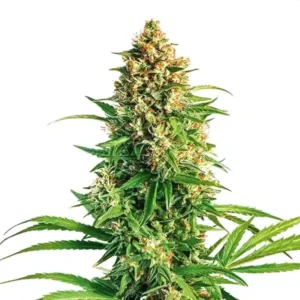 Cinderella 99 x Taskenti – Blimburn Seeds