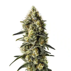 Cindy 99 – Blimburn Seeds