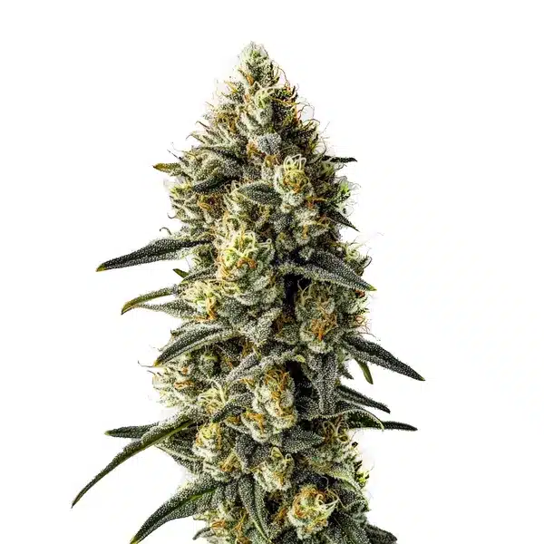 Cindy 99 – Blimburn Seeds