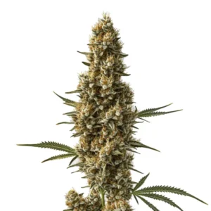 Coma – Blimburn Seeds