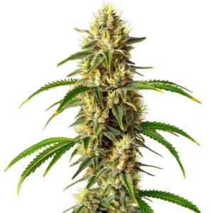 Critical Auto – Blimburn Seeds