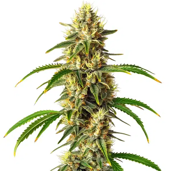 Critical Auto – Blimburn Seeds