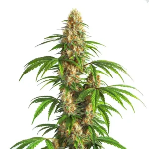 Critical Kush Auto – Blimburn Seeds