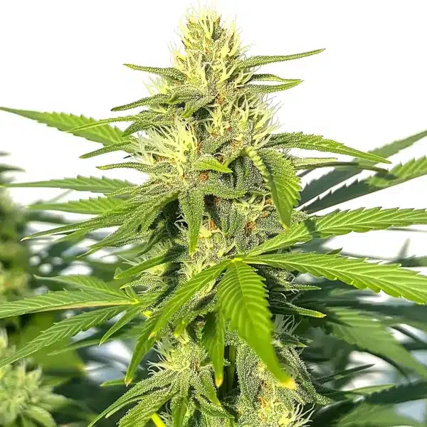 Critical Widow – Blimburn Seeds