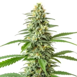 Critical x Mazar Auto – Blimburn Seeds