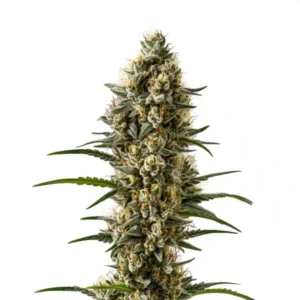 Devil XXL Autoflower – Blimburn Seeds