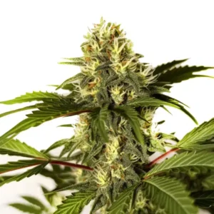 Do-si-Dos F1 – Blimburn Seeds