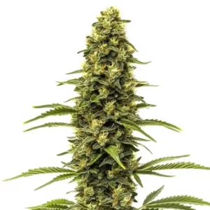 Early Skunk – Blimburn Seeds