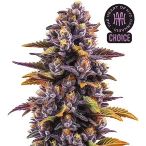 Forbidden Fruit HMC Edition – Blimburn Seeds