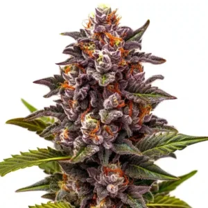 Forbidden Z OG – Blimburn Seeds