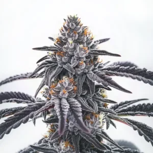 Frosty Blue OG – Blimburn Seeds