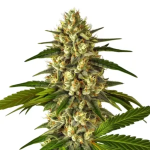 Fruit Auto – Blimburn Seeds