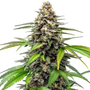 Fruity Oop! – Blimburn Seeds