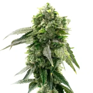 G13 Autoflower – Blimburn Seeds
