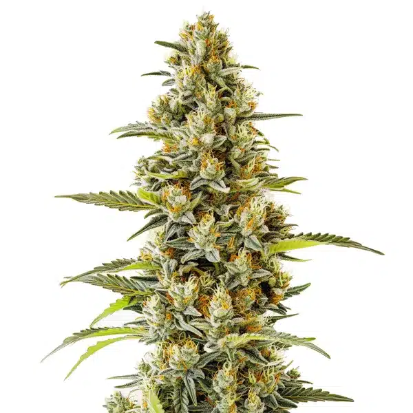 Classics Edition – Blimburn Seeds