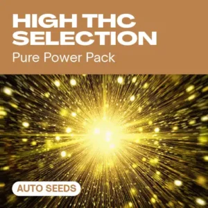 High THC Selection Auto – Blimburn Seeds
