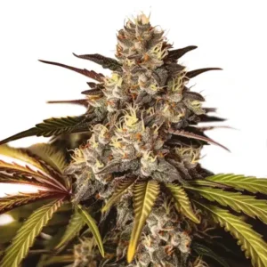 Girl Scout Cookies x Do-Si-Dos – Blimburn Seeds