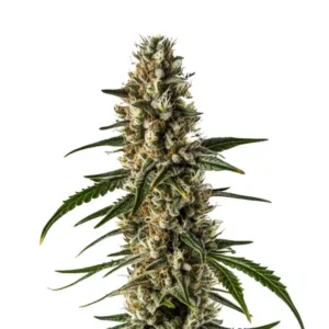 Girl Scout Cookies x Somango Auto – Blimburn Seeds