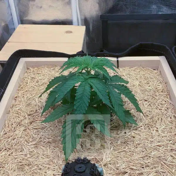 GG4 HMC Edition – Blimburn Seeds