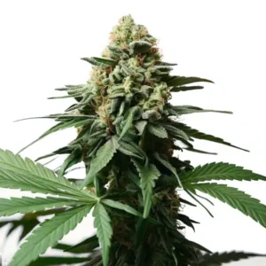 Gorilla Grapefruit – Blimburn Seeds
