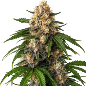 Gorilla Kush Auto – Blimburn Seeds