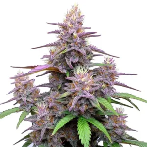 Gorilla Purple Auto – Blimburn Seeds