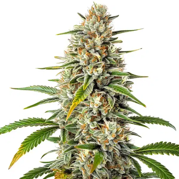 Gorilla x Z OG Regular – Blimburn Seeds