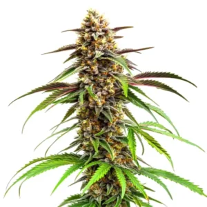 Grease Monkey – Blimburn Seeds
